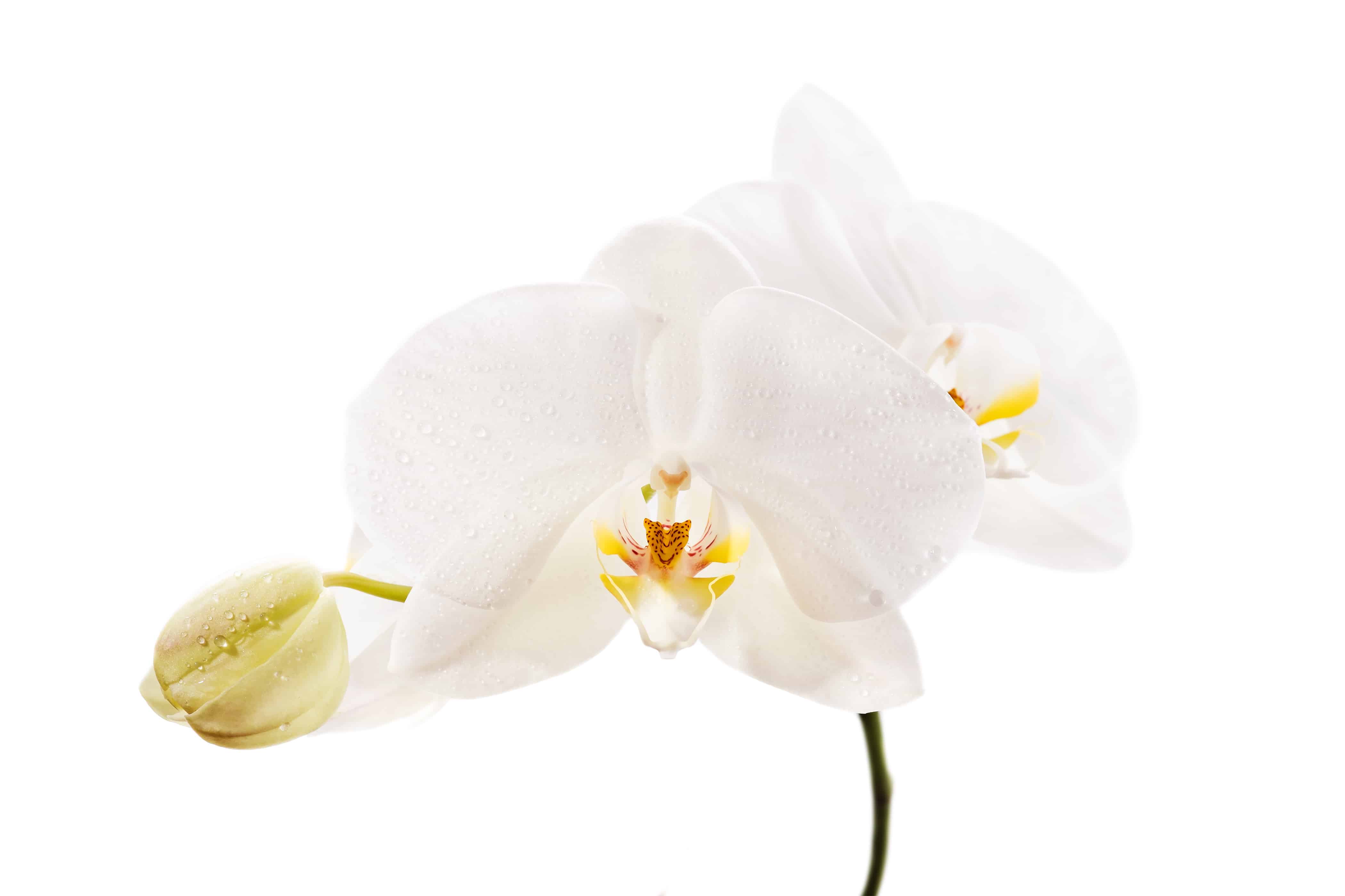White Orchid closeup on a white background - Manners Mentor